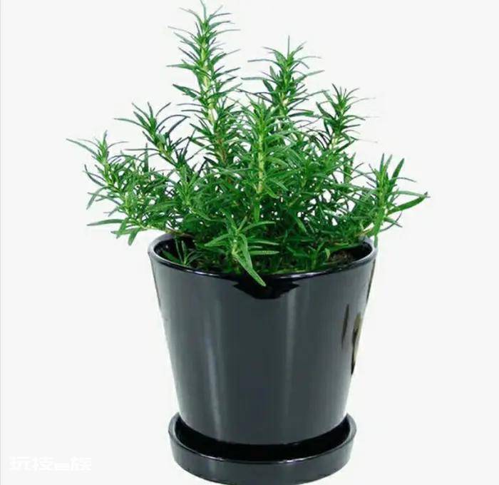 驱蚊树哪种比较好用(十种驱蚊且好养的植物品种)-图片9